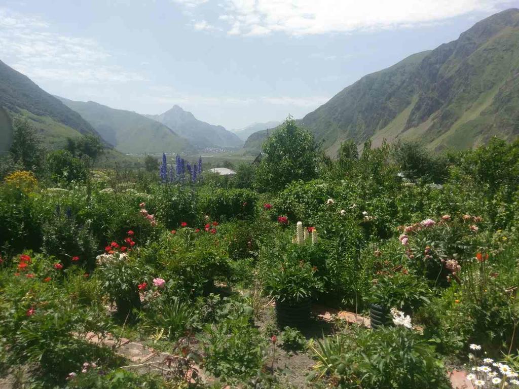 Maiko Guest House Kazbegi Dış mekan fotoğraf